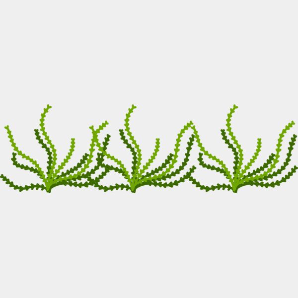 Sea Plant Thumbnail