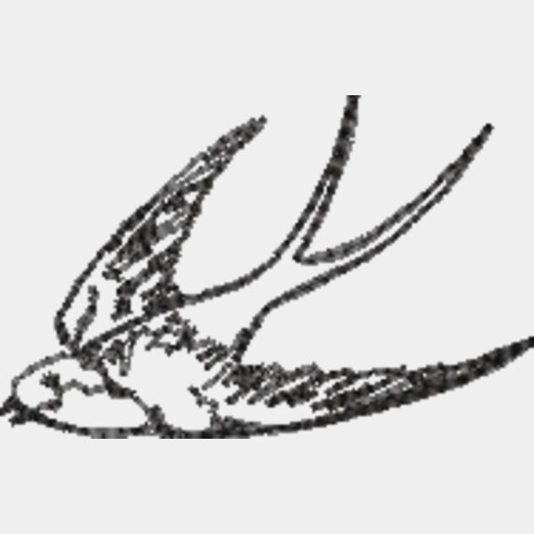 Bird flying down Thumbnail