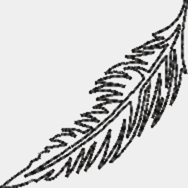 Feather line art Thumbnail